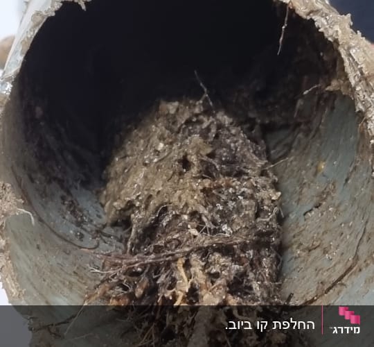 צינור סתום בשורשים ולכלוך, יד עם כפפה אוחזת